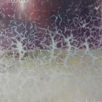 MICROWORMS MICRO WORMS mangime cibo vivo per pesci