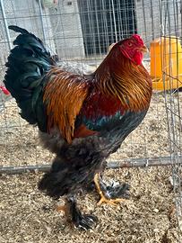 Brahma perniciato oro