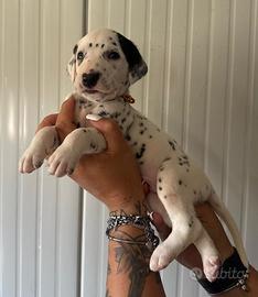 Dalmata cuccioli pedigree