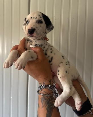 Dalmata cuccioli pedigree