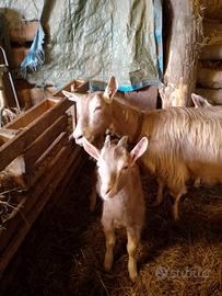 Becco caprone e capretti toggenburg
