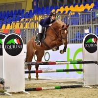 Cavallo da salto con genealogia