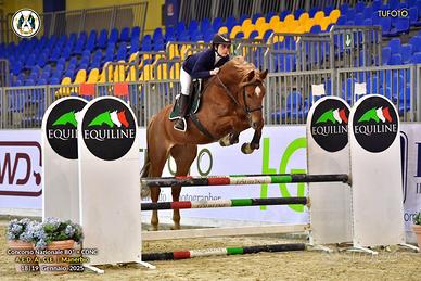 Cavallo da salto con genealogia