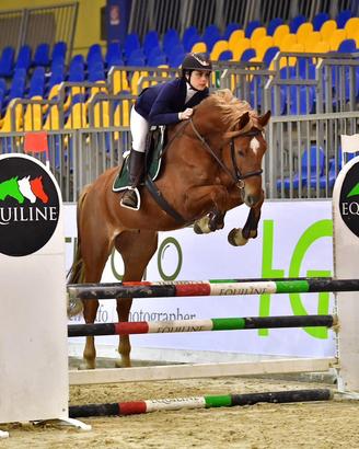 Cavallo da salto con genealogia