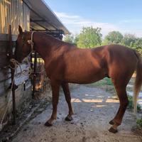 Cavallo anglo arabo