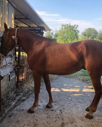 Cavallo anglo arabo