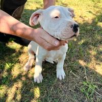 Cucciolo Dogo Argentino