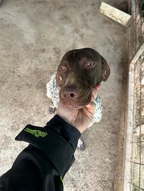 Cane da tartufo o anche da compagnia