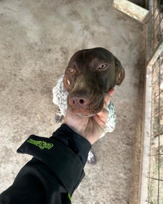 Cane da tartufo o anche da compagnia