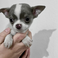 Cucciolo chihuahua bianco lilac