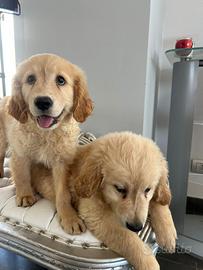 Golden retriever