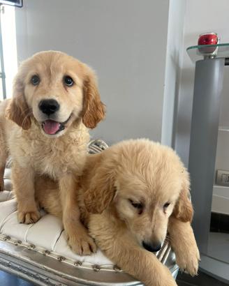 Golden retriever