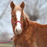 Puledro svezzato per tutti