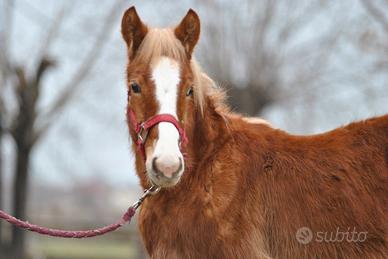 Puledro svezzato per tutti