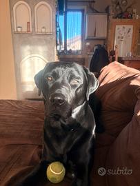 Labrador maschio