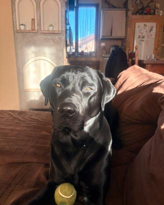 Labrador maschio