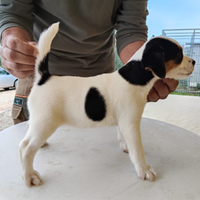 Jack Russell con pedigree