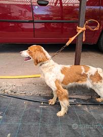 Cane razza èpagneul breton
