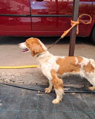 Cane razza èpagneul breton
