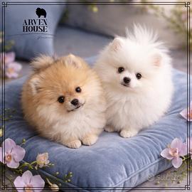 Spitz nano Pomerania maschio - pronto subito - ENC