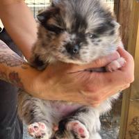 Husky miniatura pomsky