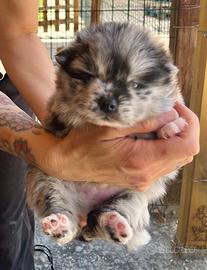 Husky miniatura pomsky