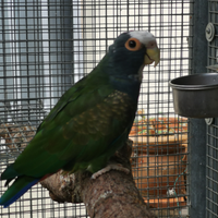 Pionus