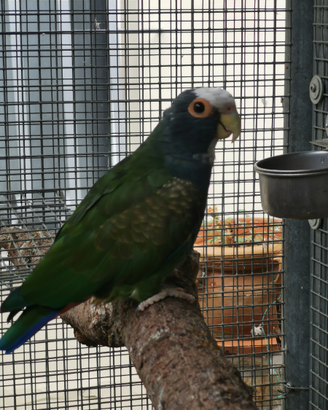 Pionus