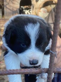 Border collie