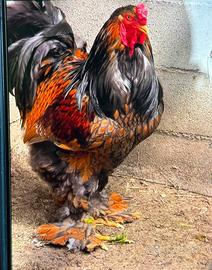Galline
