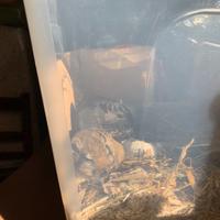 Gerbilli maschio coppia adozione