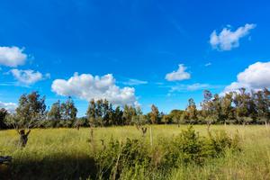 Alghero AMPIO TERRENO AGRICOLO