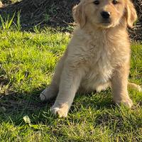 Golden retriever con pedigree