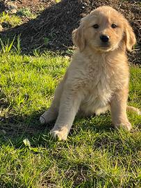 Golden retriever con pedigree
