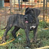 Cane corso cuccioli 2 mesi con vaccini