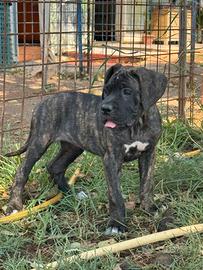 Cane corso cuccioli 2 mesi con vaccini