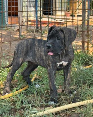 Cane corso cuccioli 2 mesi con vaccini