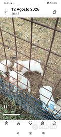 Lagotto romagnolo 