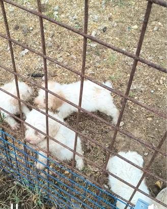 Lagotto romagnolo 