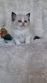 Ragdoll con Pedigree