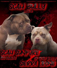 American bully cuccioli disponibili