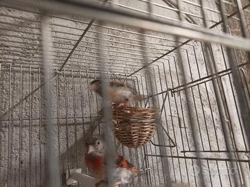 Cardinalin