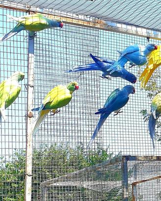 parrocchetti dal collare 