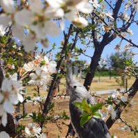 Calopsitta femmina di 3 anni - Zona Catania