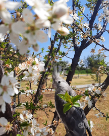 Calopsitta femmina di 3 anni - Zona Catania