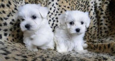 Maltese mini