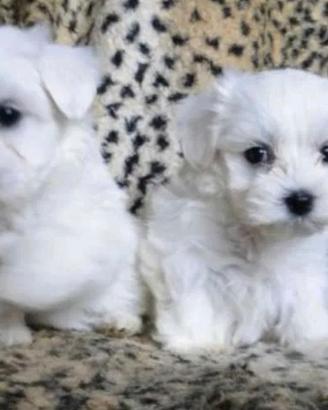 Maltese mini