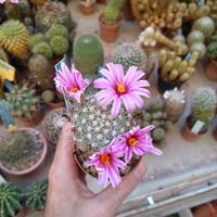 Mammillaria boolii. vaso 7 cm Piante Grasse