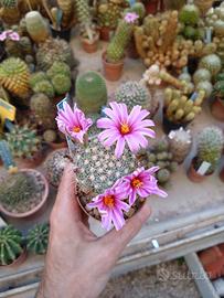 Mammillaria boolii. vaso 7 cm Piante Grasse