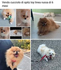 spitz toy